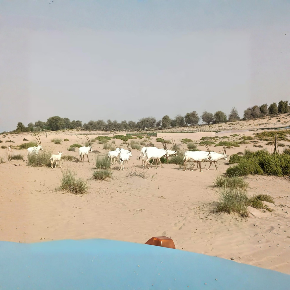 Al Marmoom Oasis Camp Experience: Bedouin Dinner With Transfers