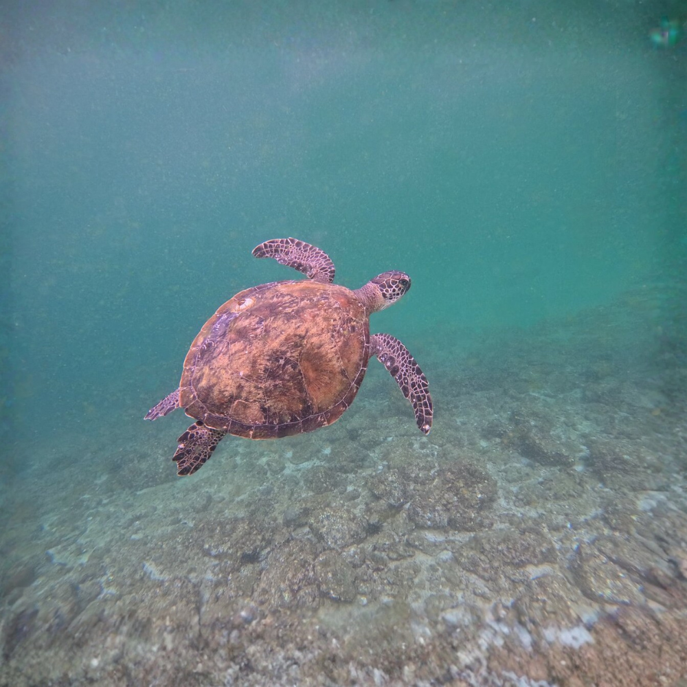 Scuba Diving & Snorkeling Adventure with BBQ
