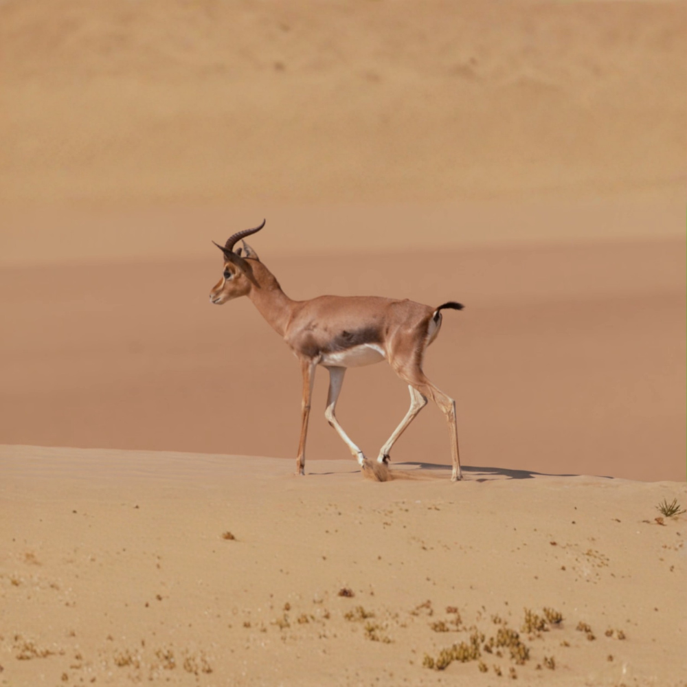Vintage Heritage Safari with 6-Course Bedouin Dinner