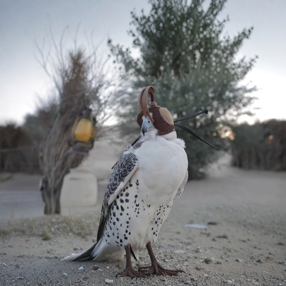 Vintage Heritage Safari with 6-Course Bedouin Dinner